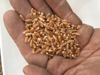 AAC Wildfire winter wheat seed - Certified seed