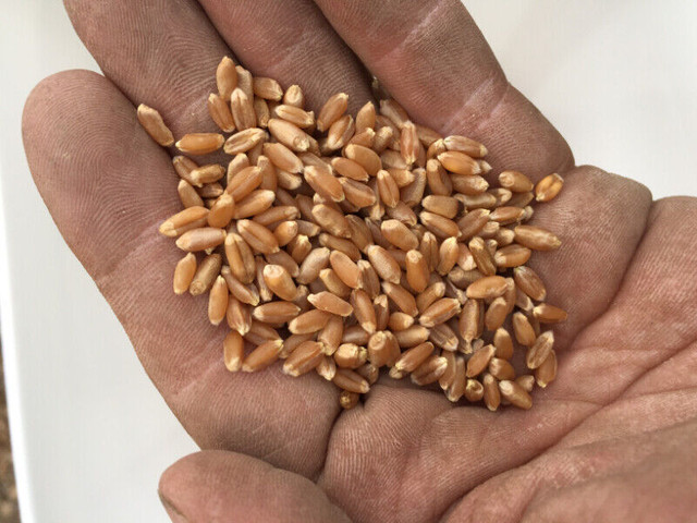 AAC Wildfire winter wheat seed - Certified seed in Other in Edmonton