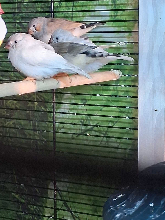 pinsons mandarin mâles et femelles  dans Oiseaux à adopter  à Laval/Rive Nord - Image 4