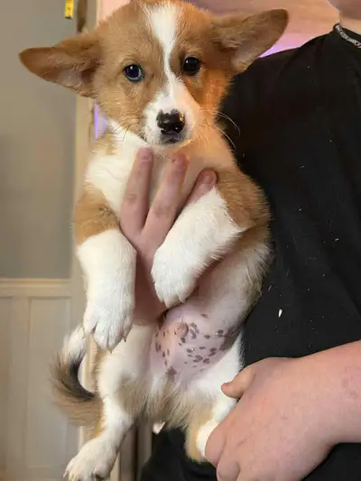 Bonjour jolie chiot corgi Pembroke, View more