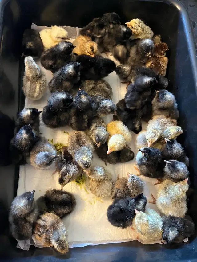 Rainbow Heritage Chicks-Creston in Livestock in Nelson - Image 4