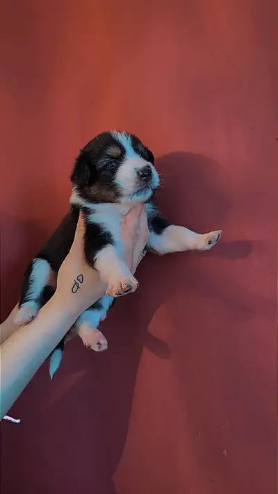 Bébé chien  , View more