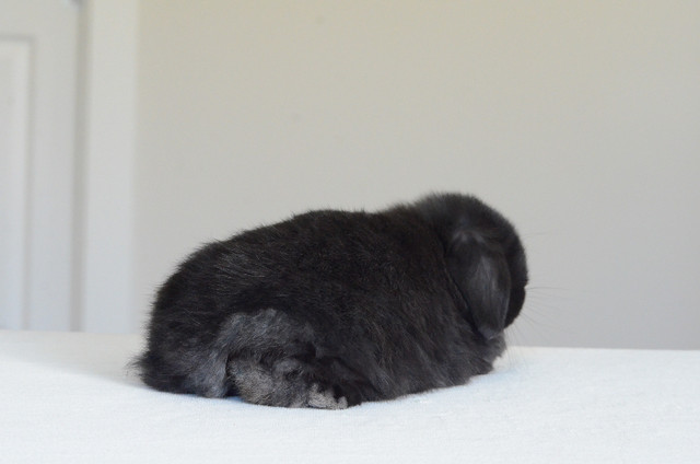 Purebred Holland Lop bunny in Small Animals for Rehoming in Abbotsford - Image 4