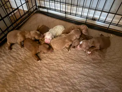 Hypoallergenic & Non-shedding 5 males / 4 females 20-40lbs full grown Location: Waterdown Well socia...