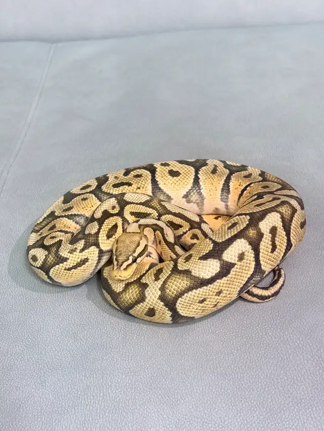Hypo Pastel Ball Python for sale with enclosure | Reptiles & Amphibians ...