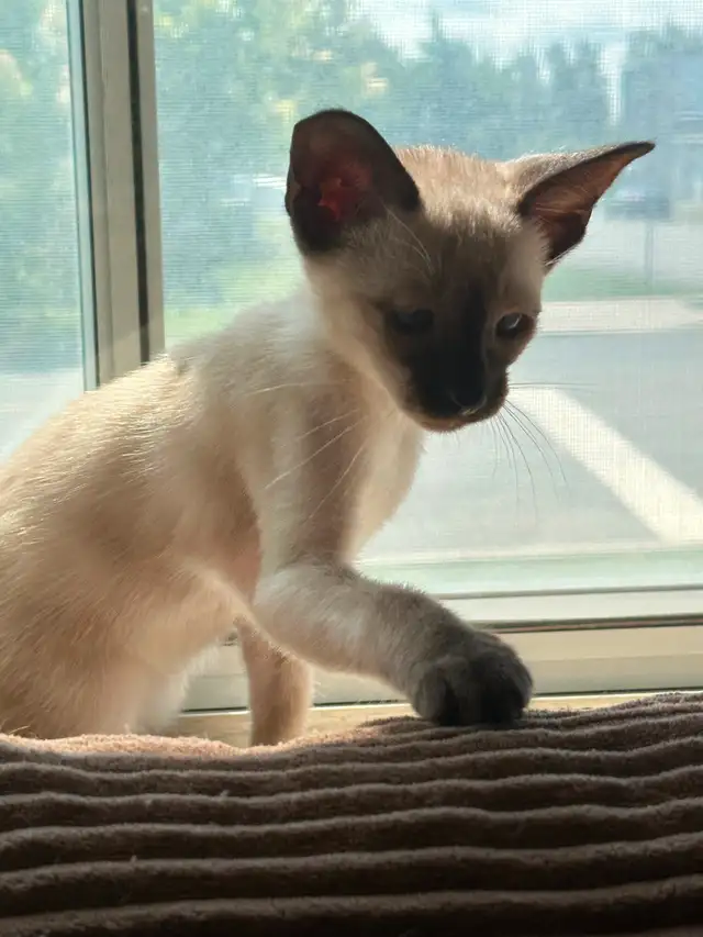 Chatons Siamois oriental in Cats & Kittens for Rehoming in Saint-Hyacinthe - Image 2