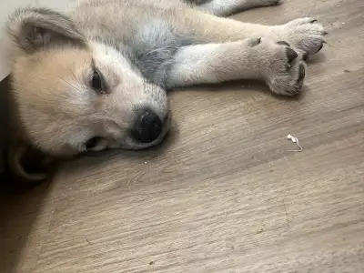 Shepherd Mix Puppy Available, View more