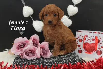 *** text/call only *** We have another beautiful litter of mini goldendoodle puppies that will be lo...
