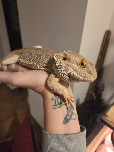 Bearded Dragon, View more