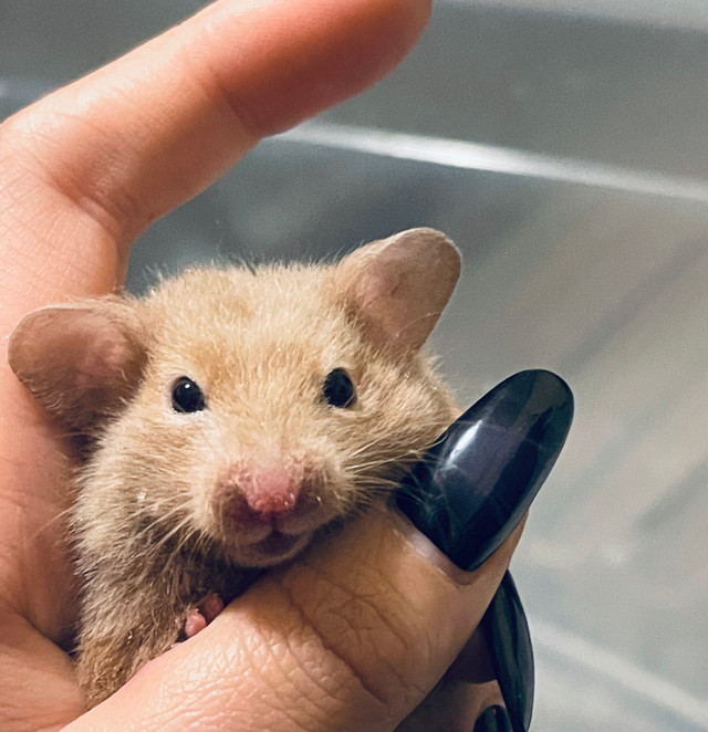 Baby Syrian Hamster looking for new home in Small Animals for Rehoming in Markham / York Region