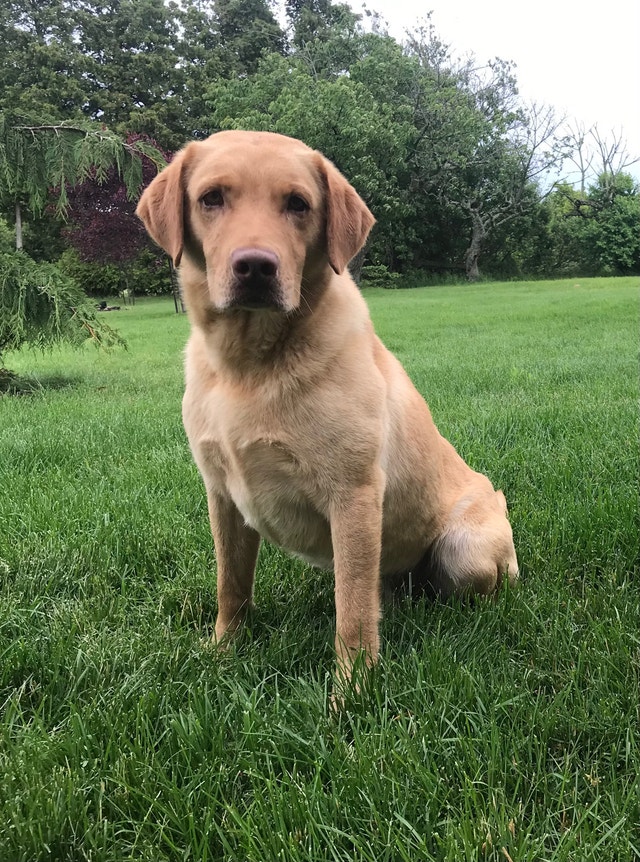 Yellow male lab Dogs & Puppies for Rehoming St. Catharines Kijiji