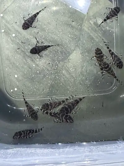 L333 King Tiger Pleco Juveniles, View more