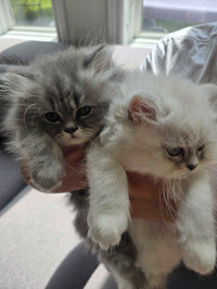 Persian chinchilla kittens for sale