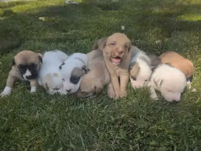 Puppies Ready For Their Forever Homes, View more