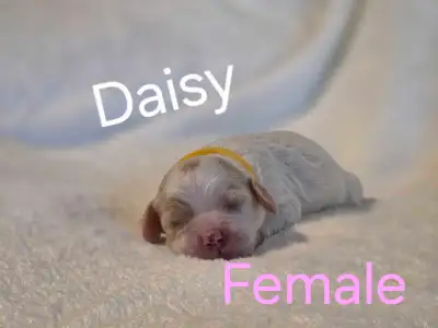 Beautiful Cockapoo Puppies for Sale!, View more