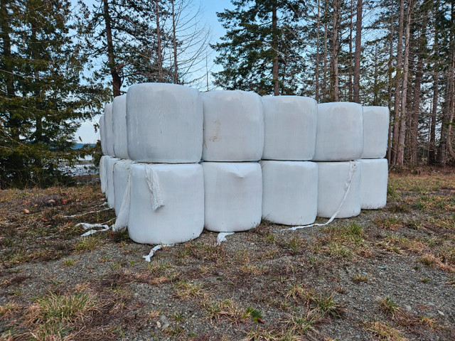 Round Hay Bales - Alfalfa / Timothy Mix in Livestock in Parksville / Qualicum Beach