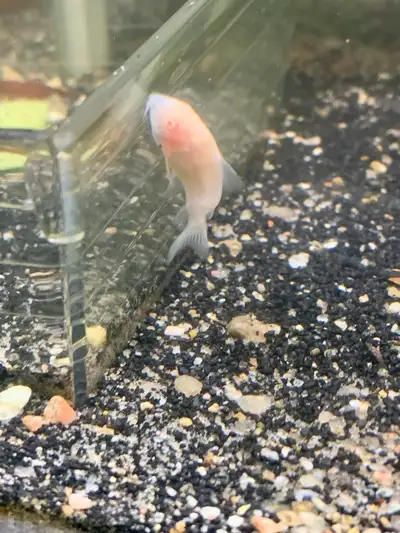 Albino Corydora With A Bent Spine Near The Tail. , View more