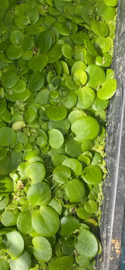Amazon frogbit, View more