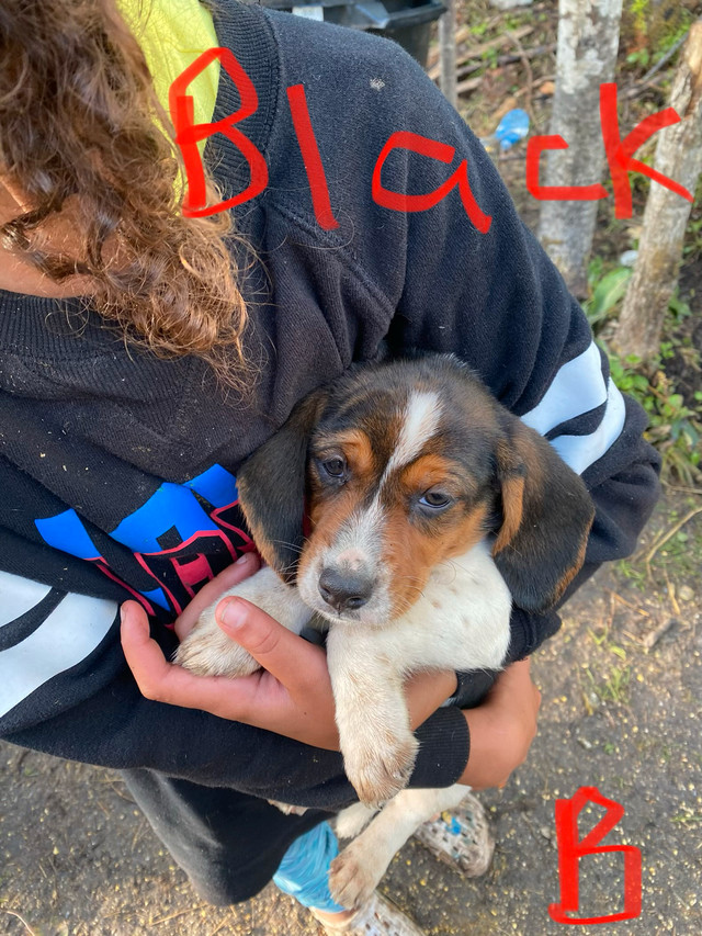 purebred beagles in Dogs & Puppies for Rehoming in Sudbury - Image 2
