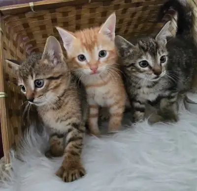 Chatons Highland Lynx Bengal / domestique, View more