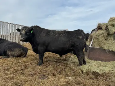 Mature purebred black angus bulls ready to get to work! 8M a two year old, AI son off S Architect an...