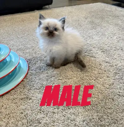 Purebred Ragdoll Kittens, View more