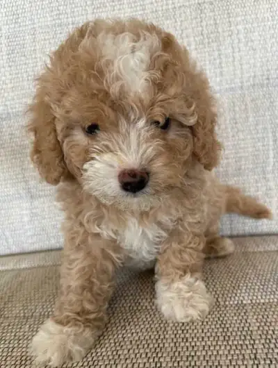 5 Cavapoos ready for new h9mes, View more