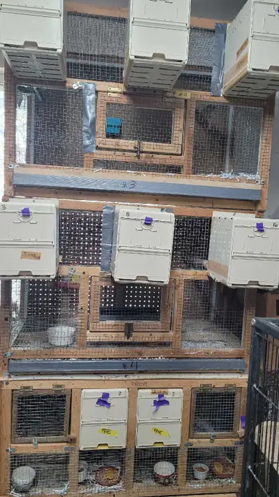 cages d'oiseaux (perruches, perroquet, pinsons et canaries, View more