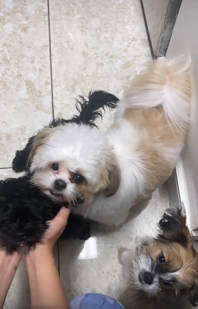 Two Adorable Female Puppies Looking for a Loving Home! in Dogs & Puppies for Rehoming in Mississauga / Peel Region - Image 9