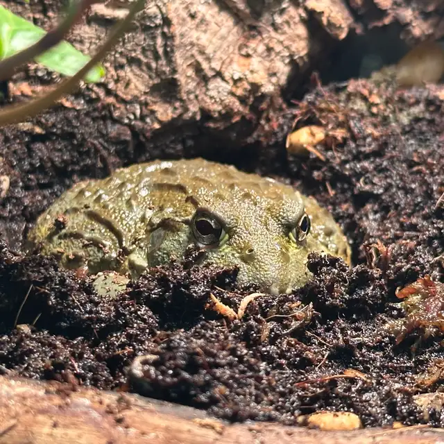African pyxie frog in Reptiles & Amphibians for Rehoming in St. Catharines - Image 4
