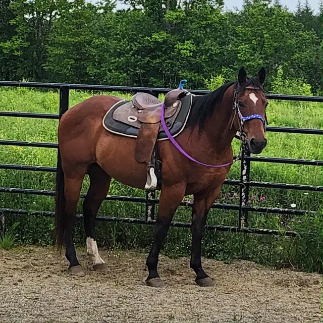 horse for sale in Horses & Ponies for Rehoming in Moncton - Image 3