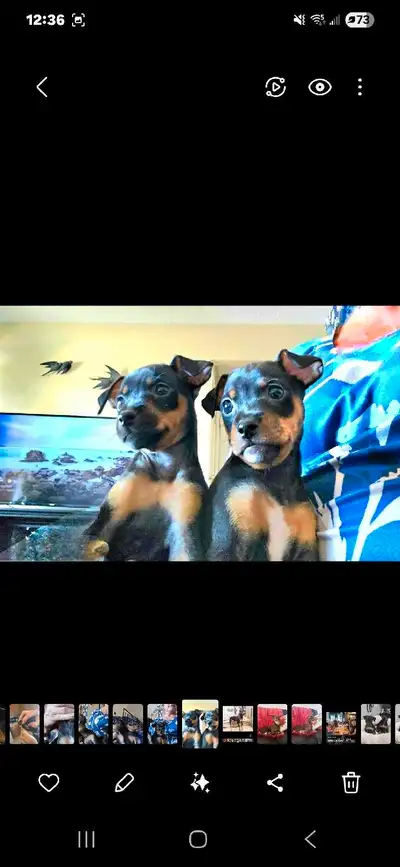 Stunning Miniature Pinscher., View more
