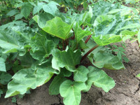 A bush of rhubarb for sale 