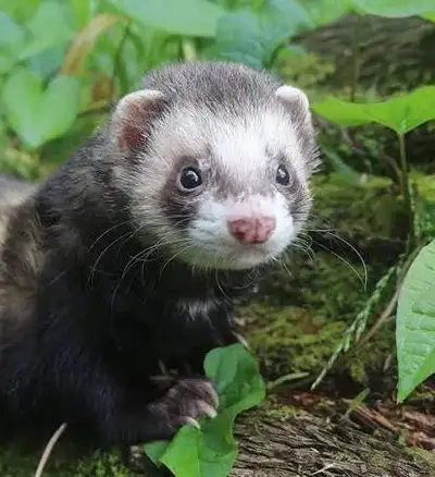 looking for ferret , View more