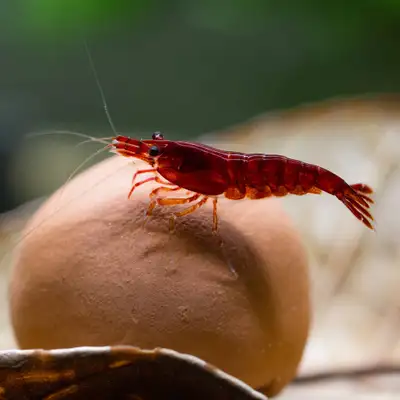Bloody Mary Shrimp - Vibrant, healthy, low maintenance , View more