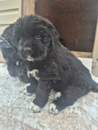 Newfoundland x St Bernard Mable had her litter of 5 puppies. (2 females left) Born Jan 2nd. 3 female...