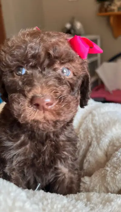 f1 B Labradoodle Puppies, View more