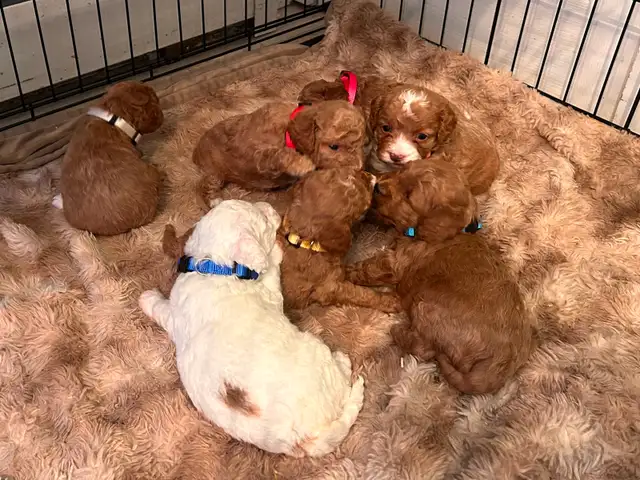 Cockapoo Puppies | Dogs & Puppies for Rehoming | Dartmouth | Free local ...
