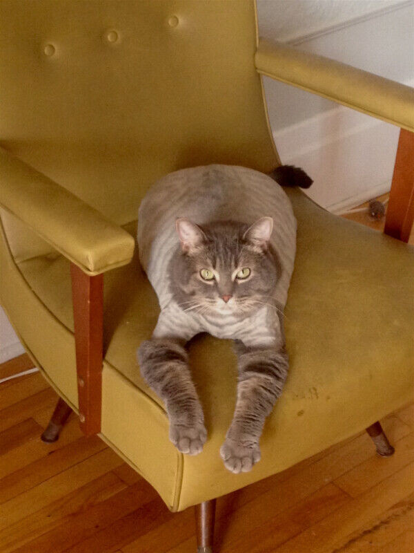 Toilettage A Domicile Pour Chats Services Pour Animaux Ville De Montreal Kijiji