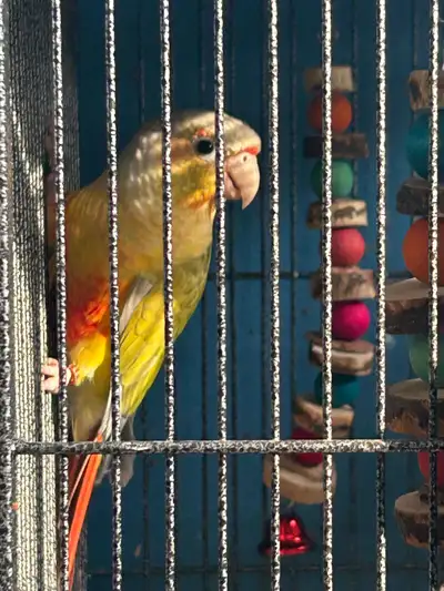 pineapple conure babies coming , View more