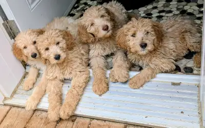 Chiots Shepadoodles ( Berger Allemand X Caniche Royal), View more
