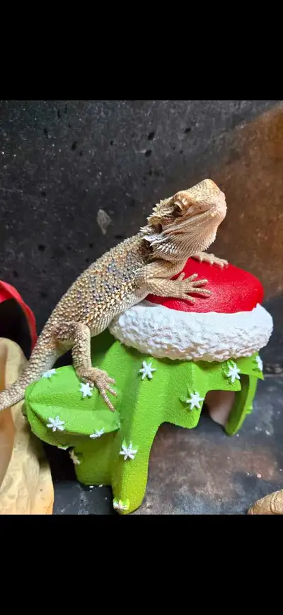 young bearded dragon , View more