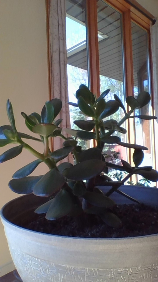 FengShui Jade Potted plants in Home Décor & Accents in Lethbridge