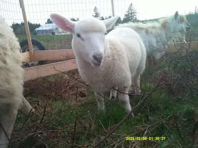 North Country Cheviot x Dorset Ewe Lamb, View more