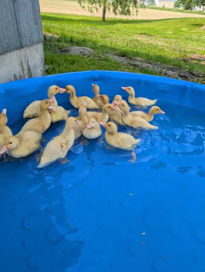 canetons ( bébé canard ) Pékin et barbarie, View more