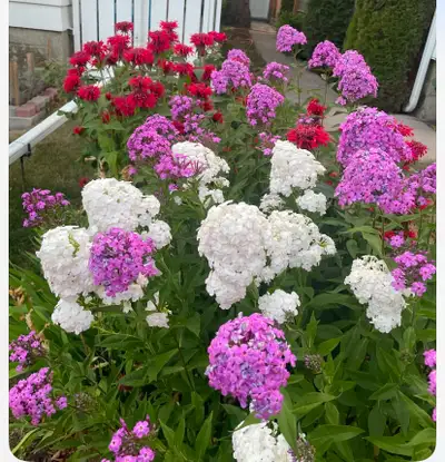 Pink and White Phlox - Fundraiser for Grow Calgary, View more