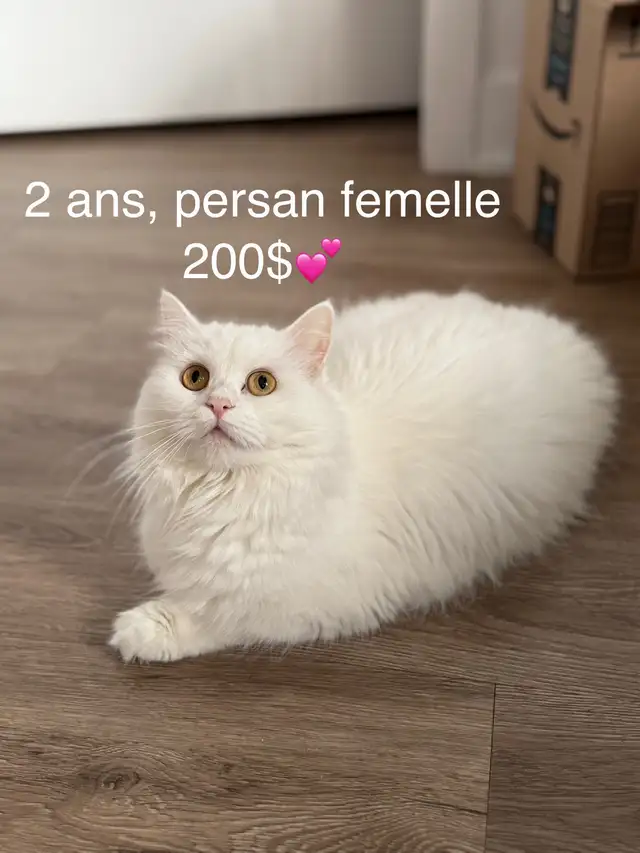 Chat à vendre in Cats & Kittens for Rehoming in City of Montréal - Image 3