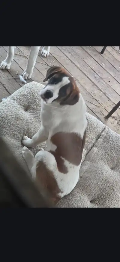 1- 6 month old female pup for sale she is a smooth coat. We own these gental giants parents and she...