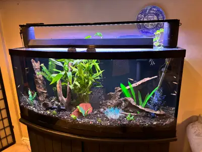 Over the years I have $3000 plus invested into this tank, I was very expensive fluval substrate come...