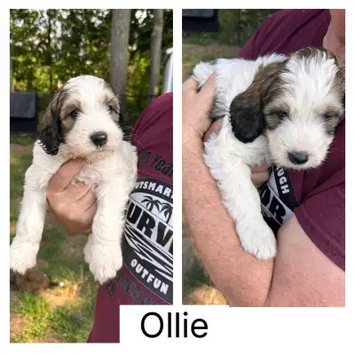 Bernedoodle Pups , View more